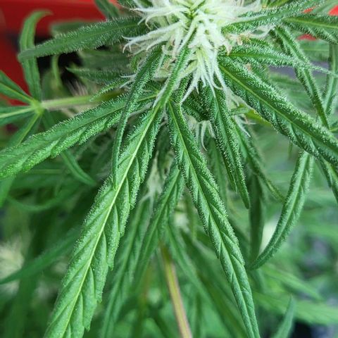 Miss Secret 🤫 growlog timeline photo