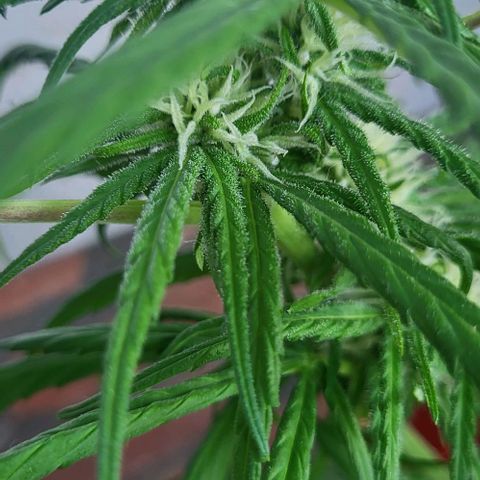 Miss Secret 🤫 growlog timeline photo