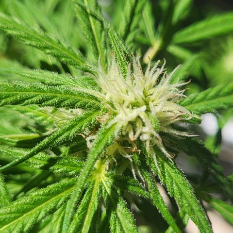 Miss Secret 🤫 growlog timeline photo