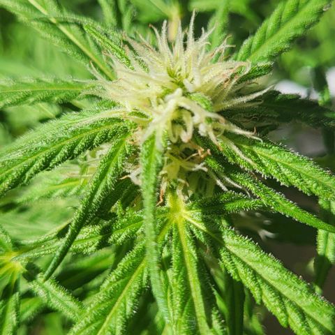 Miss Secret 🤫 growlog timeline photo
