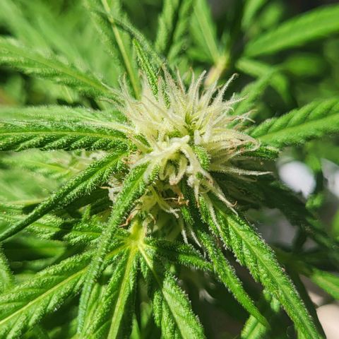 Miss Secret 🤫 growlog timeline photo
