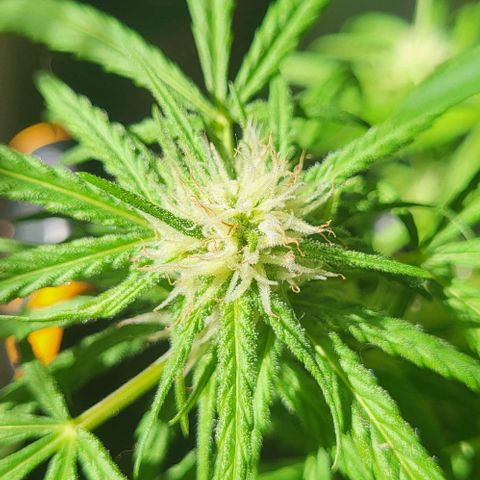 Miss Secret 🤫 growlog timeline photo