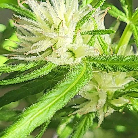 Miss Secret 🤫 growlog timeline photo
