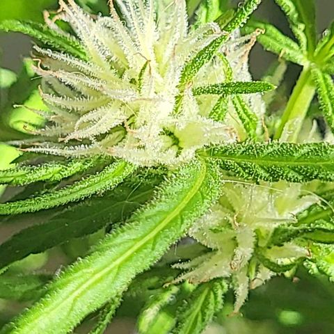 Miss Secret 🤫 growlog timeline photo