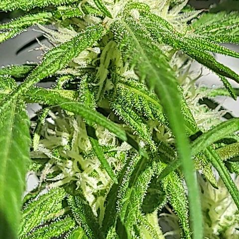 Miss Secret 🤫 growlog timeline photo
