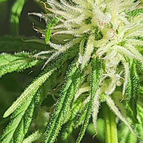 Miss Secret 🤫 growlog timeline photo