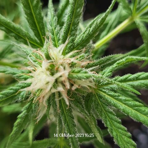 Miss Secret 🤫 growlog timeline photo