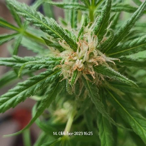 Miss Secret 🤫 growlog timeline photo