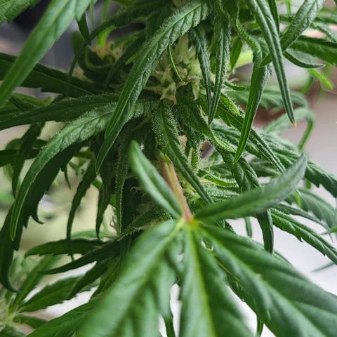 Miss Secret 🤫 growlog timeline photo