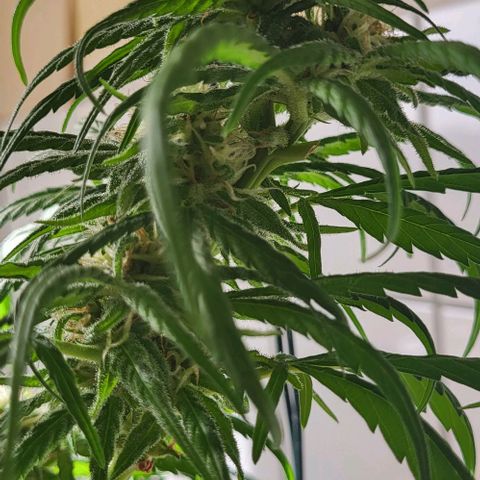 Miss Secret 🤫 growlog timeline photo
