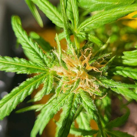 Miss Secret 🤫 growlog timeline photo