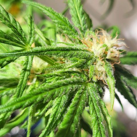 Miss Secret 🤫 growlog timeline photo