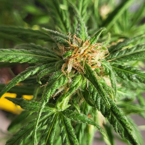 Miss Secret 🤫 growlog timeline photo