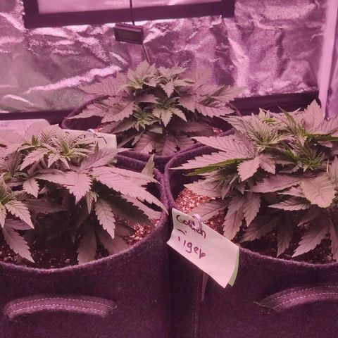 Golden Tiger growlog timeline photo