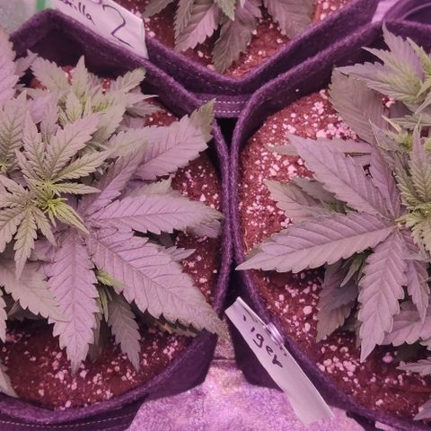 Royal Gorilla growlog timeline photo