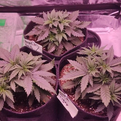 Royal Gorilla growlog timeline photo
