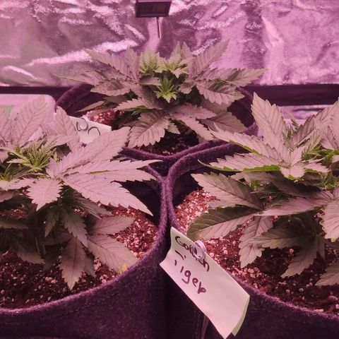 Royal Gorilla growlog timeline photo