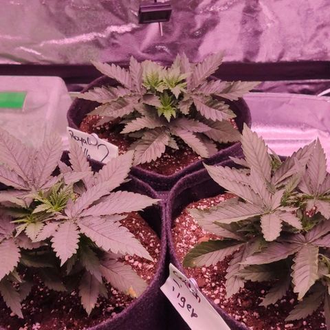 Golden Tiger growlog timeline photo