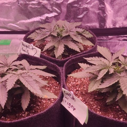 Golden Tiger growlog timeline photo