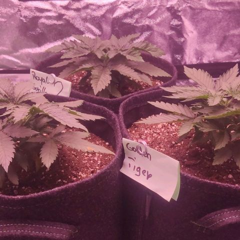 Royal Gorilla growlog timeline photo