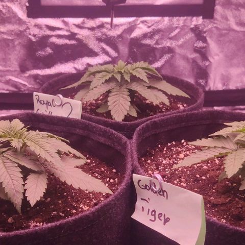 Golden Tiger growlog timeline photo