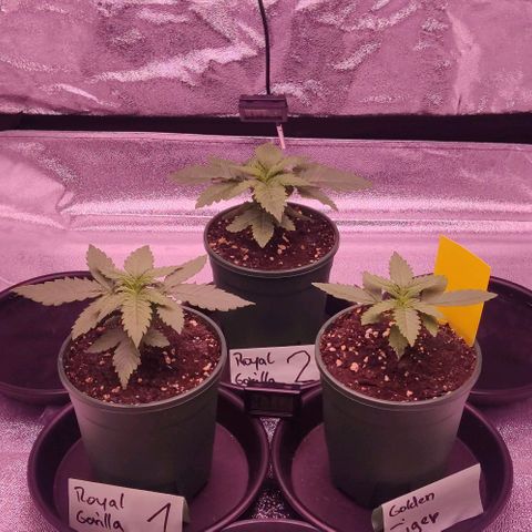 Golden Tiger growlog timeline photo