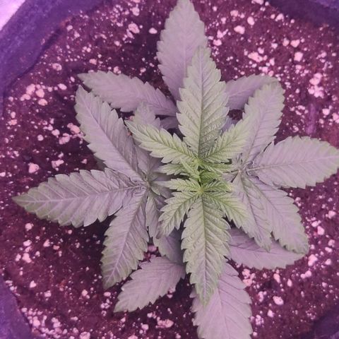 Royal Gorilla growlog timeline photo