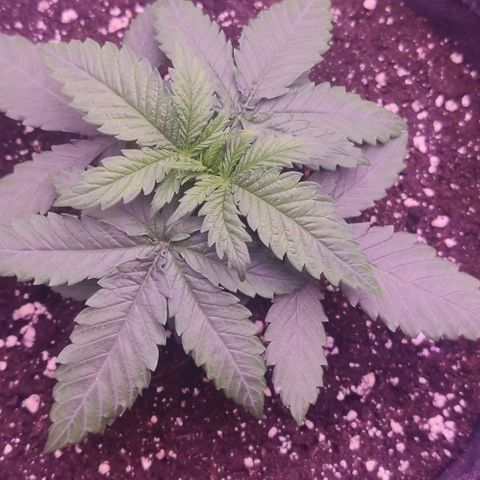 Royal Gorilla growlog timeline photo