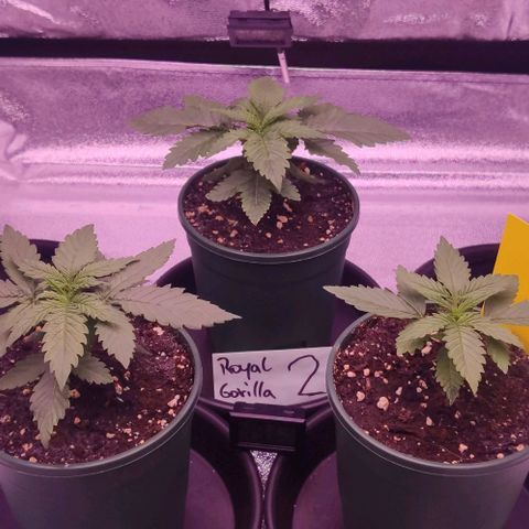 Royal Gorilla growlog timeline photo