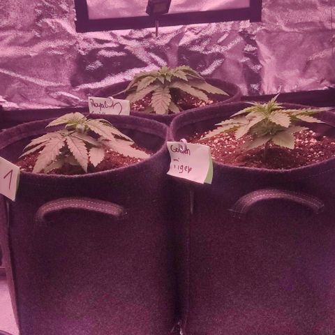 Royal Gorilla growlog timeline photo