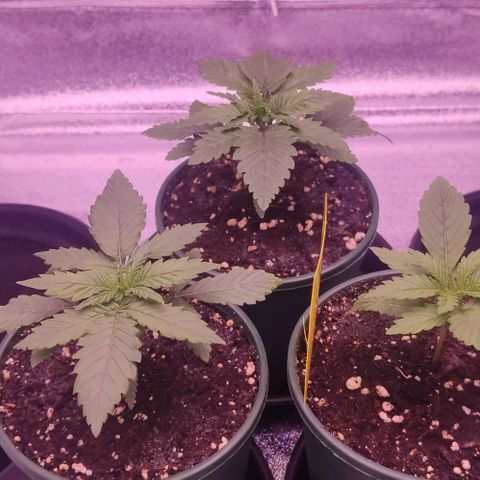 Royal Gorilla growlog timeline photo
