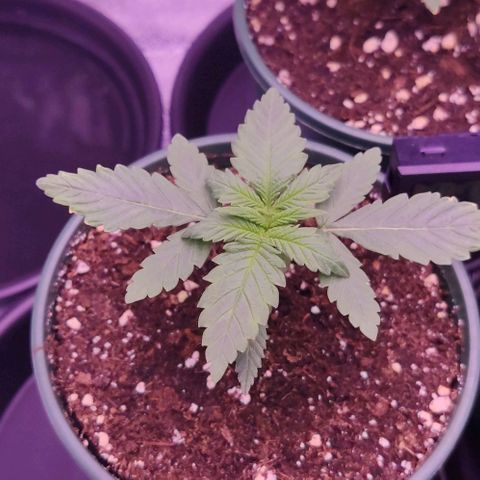 Royal Gorilla growlog timeline photo