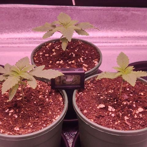 Royal Gorilla growlog timeline photo