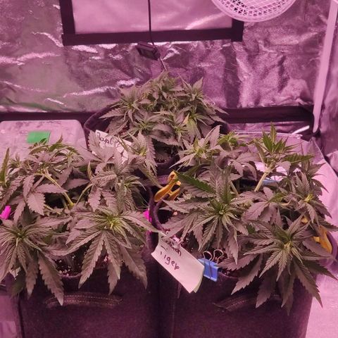 Golden Tiger growlog timeline photo