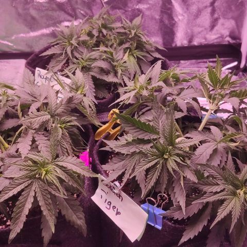 Golden Tiger growlog timeline photo