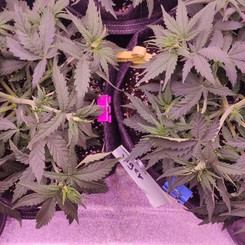 Royal Gorilla growlog timeline photo