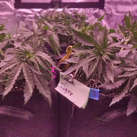 Golden Tiger growlog timeline photo