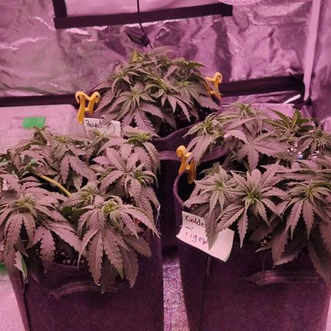 Golden Tiger growlog timeline photo