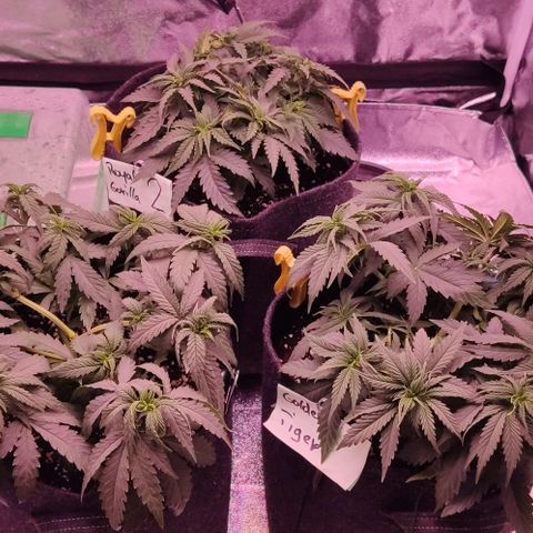 Royal Gorilla growlog timeline photo