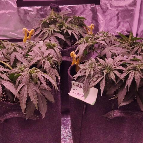 Royal Gorilla growlog timeline photo