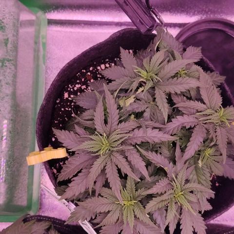 Golden Tiger growlog timeline photo