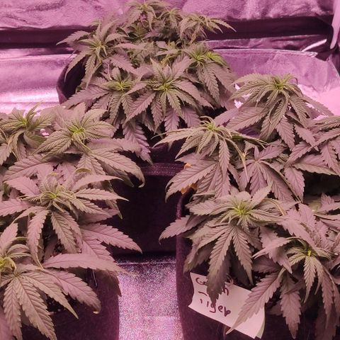 Golden Tiger growlog timeline photo
