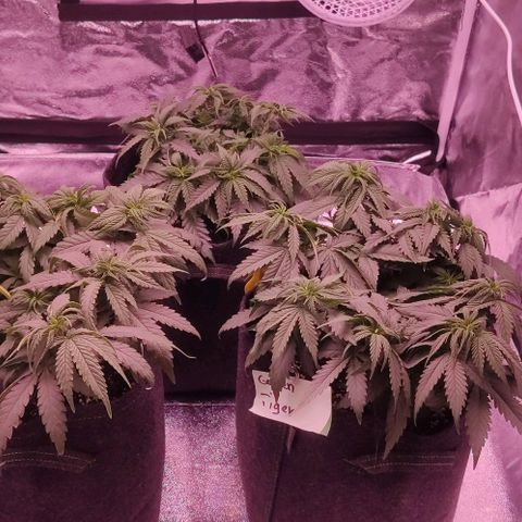 Royal Gorilla growlog timeline photo