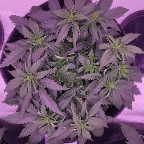 Royal Gorilla growlog timeline photo