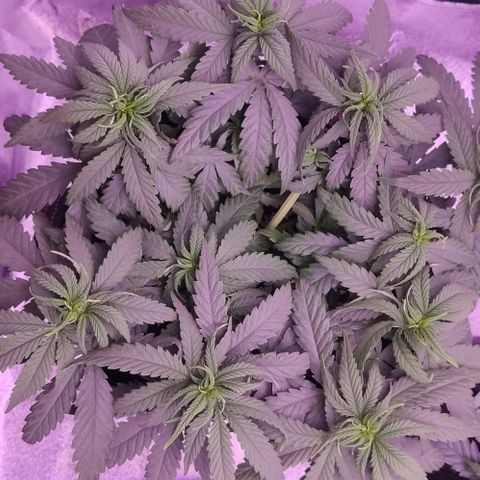 Golden Tiger growlog timeline photo