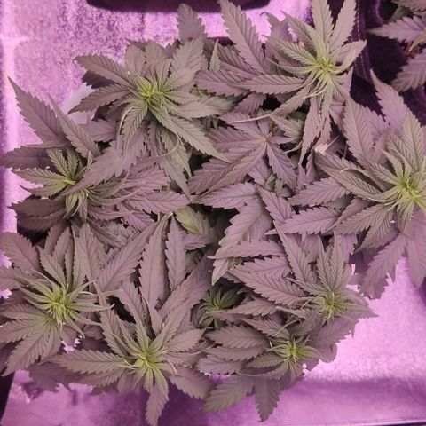 Royal Gorilla growlog timeline photo