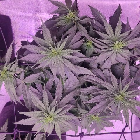 Royal Gorilla growlog timeline photo