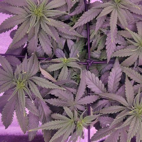 Royal Gorilla growlog timeline photo