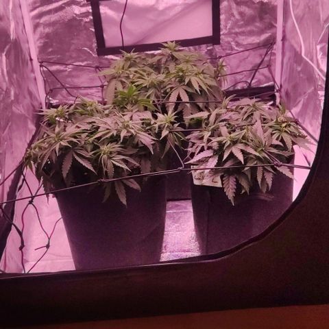 Golden Tiger growlog timeline photo
