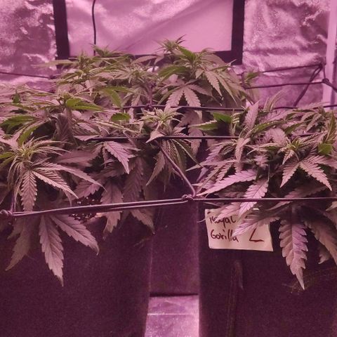 Golden Tiger growlog timeline photo